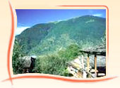 Yoga and Meditation Tours