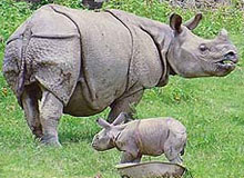 Tourist Attractions in Kaziranga
