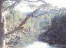 Akuri Nala Koriya