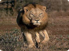Barda Wildlife in Gujarat