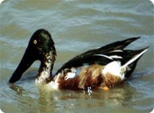 Khijadia Bird Sanctuary