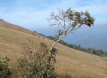 Kodachadri Hill Station