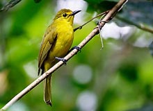Bandipur Wildlife Sanctuary