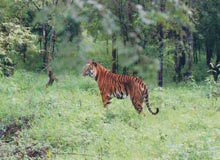 Bhadra Wildlife Sanctuary