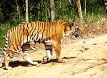 Bannerghatta National Park