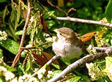 BR Hills Wildlife Sanctuary 