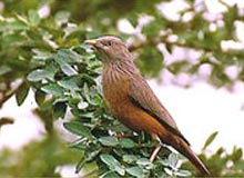 Cauvery Wildlife Sanctuary