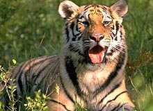 Wildlife in Karnataka