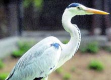 Mandagadde Bird Sanctuary