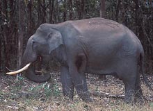 Nagarhole Rajiv Gandhi National Park