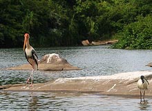 Ranganthittu Bird Sanctuary 