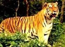 Wildlife Destinations in Karnataka