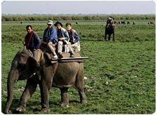 Wildlife in Madhya Pradesh