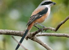 Badarama Wildlife Sanctuary Orissa