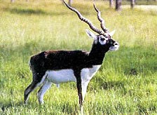 Balukhand Wildlife Sanctuary Orissa
