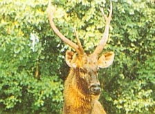 Debrigarh Wildlife Sanctuary Orissa
