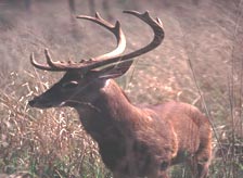 Kotagarh Wildlife Sanctuary