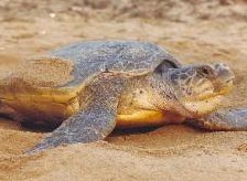 Kuldiha Wildlife Sanctuary