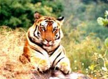 Wildlife in Orissa