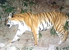 Nandan Kanan Wildlife Sanctuary Orissa