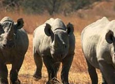Simlipal Wildlife Sanctuary Orissa