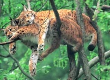 Sunabeda Wildlife Sanctuary Orissa
