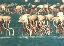 Bharatpur Bird Sanctuary - Rajasthan Bharatpur Bird Sanctuary in India