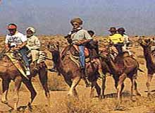 Camel Breeding Farm