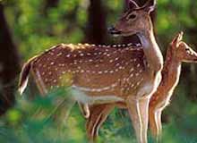 Sariska National Park