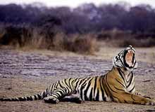 Ranthambore National Park