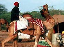 Entertainment in Jodhpur