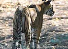Wildlife Sanctuaries in Goa