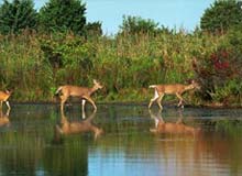 Wildlife Sanctuaries in Goa