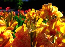 Botanical Gardens Lucknow