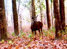 Wildlife in Uttar Pradesh