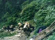 Bumthang Cultural Trek - Bhutan