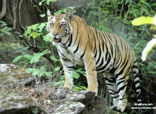 Temples Tigers & Tribes Of Central India