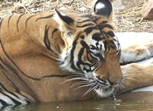 Temples Tigers & Tribes Of Central India