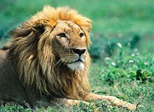 Temples Tigers & Tribes Of Central India