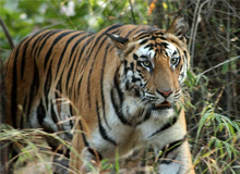 Central India Wildlife Tour