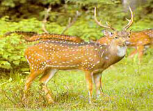 Best Of Gujarat With Wildlife