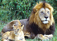 Best Of Gujarat With Wildlife
