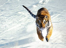 Tiger Safari Tour & Travel Packages