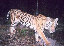 Central India Classic Tiger