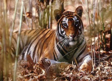 Central India Classic Tiger