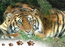 Central India Temple Tiger Tour