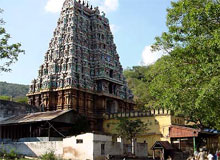Central India Temple Tiger Tour