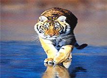 Central India Temple Tiger Tour