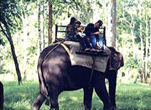 Culture Of Karnataka with Wildlife