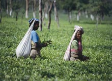 Golden triangle Tea tour